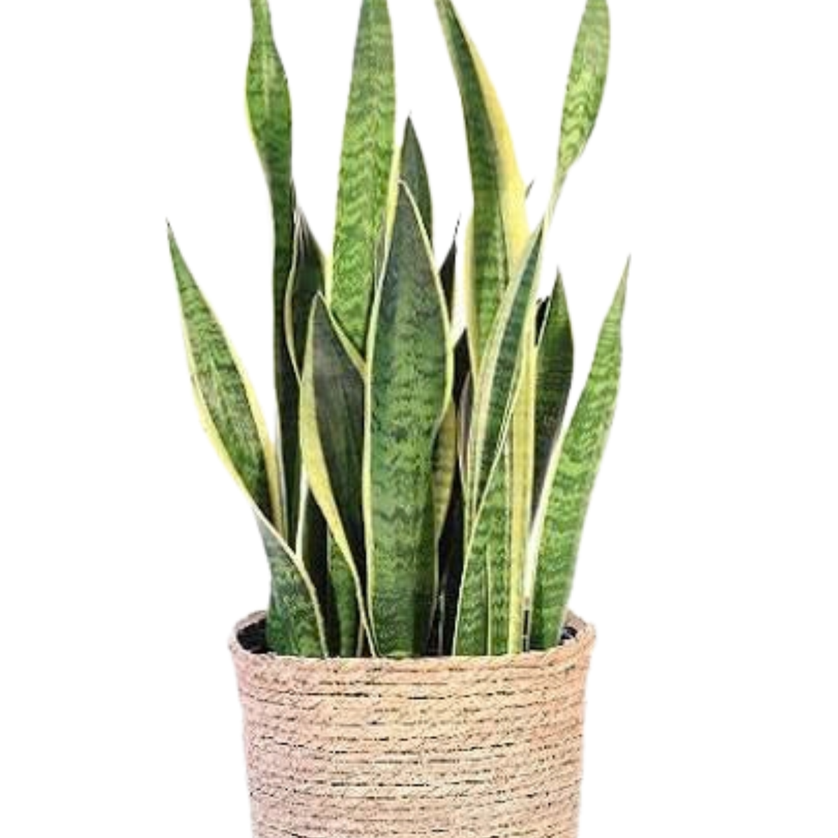 houseplant